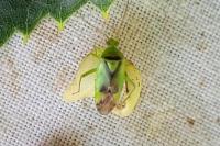 Neolygus viridis
