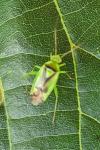 Neolygus viridis
