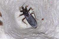 Reduvius personatus