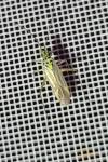 Oncotylus viridiflavus