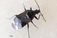 Anthocoris sarothamni