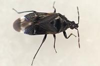 Anthocoris sarothamni