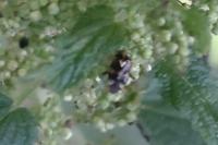 Liocoris tripustulatus