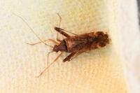 Phytocoris ulmi