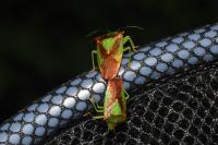 Acanthosoma haemorrhoidale