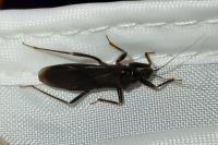 Reduvius personatus
