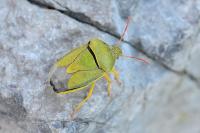 Piezodorus lituratus