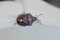 Dolycoris baccarum