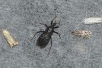 Reduvius personatus
