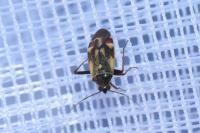 Polymerus unifasciatus