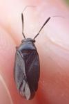 Capsus ater