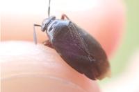 Capsus ater