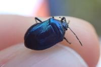Zicrona caerulea