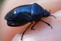 Zicrona caerulea