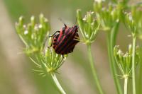 Graphosoma italicum italicum