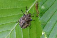 Pentatoma rufipes