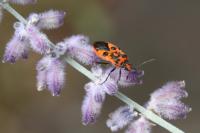 Corizus hyoscyami hyoscyami
