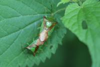 Acanthosoma haemorrhoidale