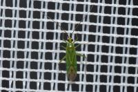 Blepharidopterus angulatus