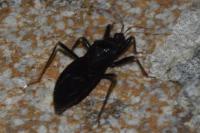 Reduvius personatus