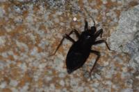 Reduvius personatus