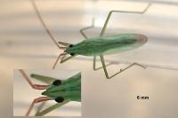 Trigonotylus caelestialium