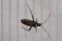 Miris striatus