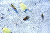 Adelphocoris seticornis