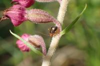 Halticus luteicollis