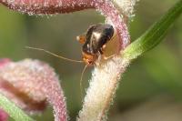 Halticus luteicollis