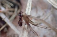 Himacerus mirmicoides