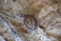 Eurygaster testudinaria