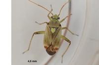 Polymerus vulneratus