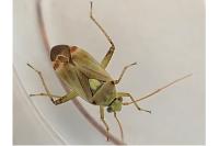 Polymerus vulneratus