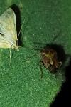 Dolycoris baccarum