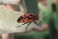 Spilostethus pandurus