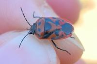 Eurydema ornata