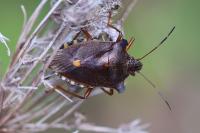 Pentatoma rufipes