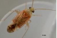 Psallus haematodes