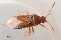 Rhopalus maculatus