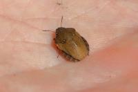 Eurygaster testudinaria
