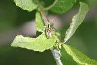 Stenotus binotatus