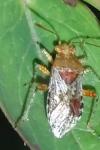 Rhopalus subrufus