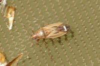 Cymus glandicolor