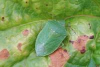 Nezara viridula