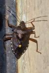 Pentatoma rufipes