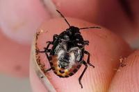 Rhacognathus punctatus