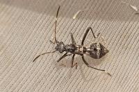 Alydus calcaratus