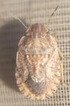 Sciocoris cursitans