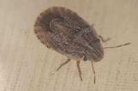 Sciocoris cursitans